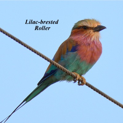 Lilac-breasted Roller